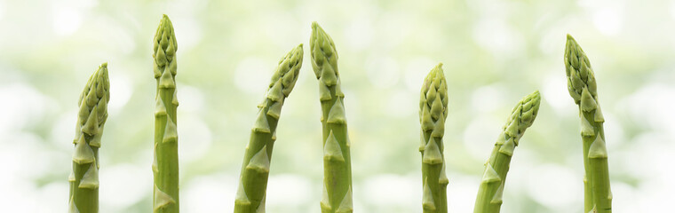 Fresh green asparagus tips in a row in front of bright abstract bokeh background. Horizontal...