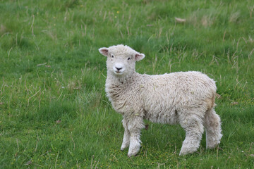 Romneyschaf / Romney sheep / Ovis.