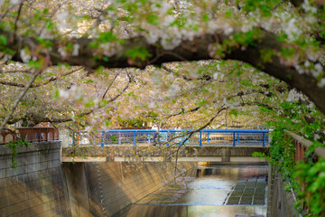 目黒川の散りかけの桜並木