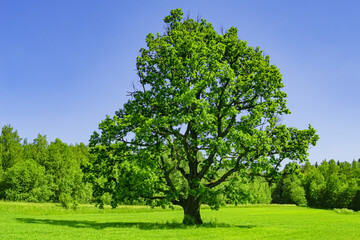 Large tree growing on a meadow. Field on which grows one beautiful tall oak tree, a spring landscape in sunny warm weather. Tree, field, meadow and forest - blue sky - Powered by Adobe