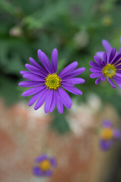 夏の庭の紫のキレイなキクの花
