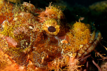 The eye of a reef scorpionfish