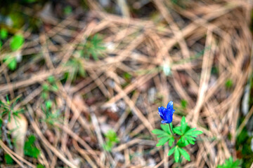 the beautiful blooming wild flowers in the nature