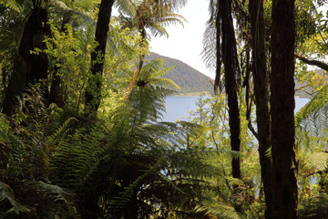 Lake Tikitapu / Lake Tikitapu /