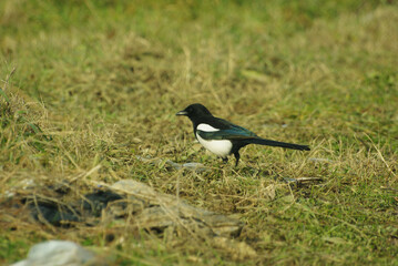 Eurasian magpie, passerine bird belonging to the corvidae family
