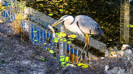 Great blue heron catches a fish in the swamp