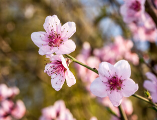 The peach blossom  29