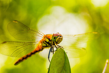 トンボ　目 © Daymaker