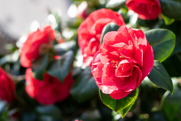Bright red camellia japonica flower blooming on green leaves background in sun rays lights. Love...