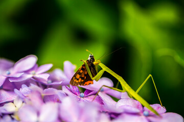捕食　カマキリ