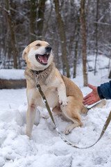 Dog training in the winter outdoors. The dog gives a paw to the owner.