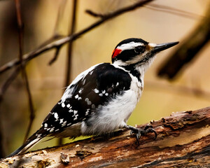 using my sigma 150-600mm for the first time with this little Downy Woodpecker 