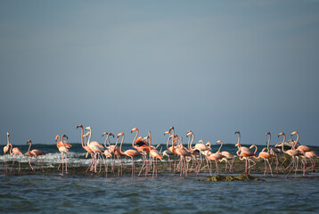 BIRDS- Bahamas- Close Up of a Clorful Flock of Flamingos on a Sea Shoal