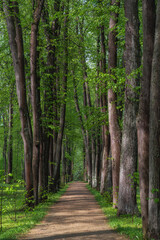 Obraz premium Young pine forest on a bright Sunny day