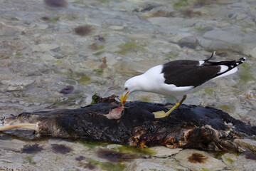 Dominikanermöwe / Southern black-backed gull / Larus dominicanus..