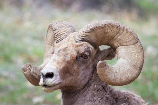 close up of a bighorn ram