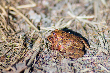 frogs holding each other