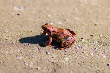 frog on the sand