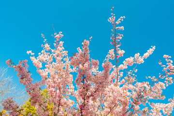 Fototapeta na wymiar Blooming sakura tree on blue sky background