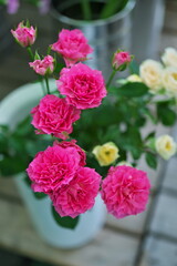 母親への贈り物