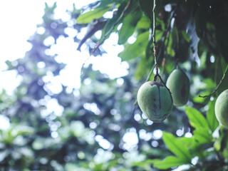mango fruit that is still on the tree