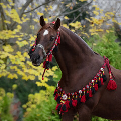 Beautiful chestnut arabian horse on natural background, portrait closeup