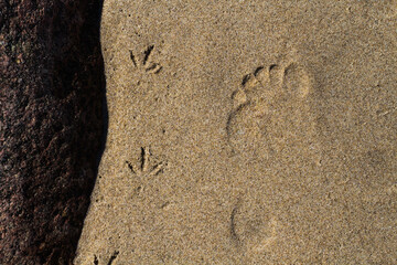 human and bird footprints on the sea sand