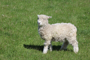 Romneyschaf / Romney sheep / Ovis.