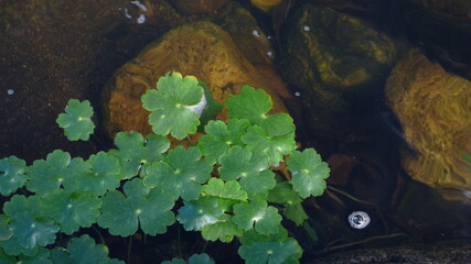 Hydrocotyle ranunculoides (Redondita de Agua)