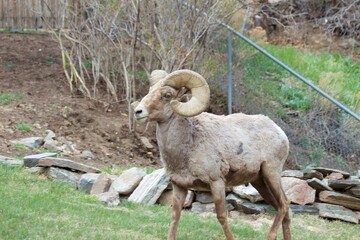 Obraz na płótnie Canvas muscular bighorn ram in backyard