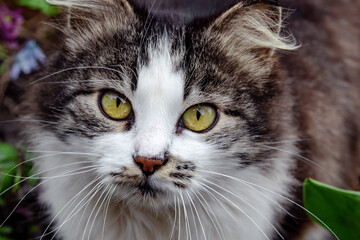 Close-up of a multicolor cat's face. Portrait of a spotted cat with a long mustache outdoors. A tricolor homeless kitten with yellow eyes looks into the camera. A fluffy pet with gray and white fur.
