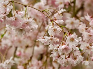 A Sakura cherry blossom tree in full bloom in the spring in the North Park in Allegheny County near Pittsburgh, PA.  Beautiful pink flower blooms hanging from the gorgeous tree in nature.
