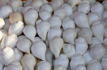 selective focused view of conch or shankh in an Indian holy and pious market