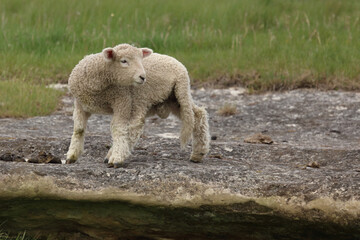 Fototapeta premium Romneyschaf / Romney sheep / Ovis.