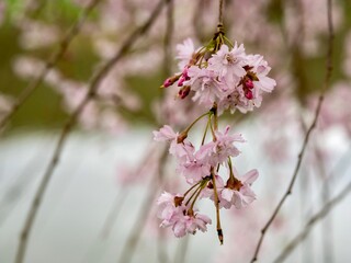 A Sakura cherry blossom tree in full bloom in the spring in the North Park in Allegheny County near...