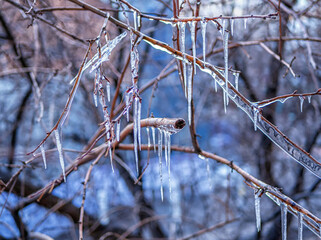 Ice on the branches of a tree. Icicles. Close-up.