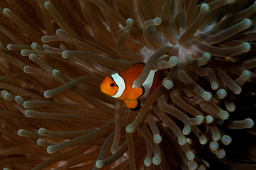 An anemone and it's Clown fish