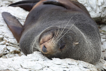 Neuseeländischer Seebär / New Zealand fur seal / Arctocephalus forsteri
