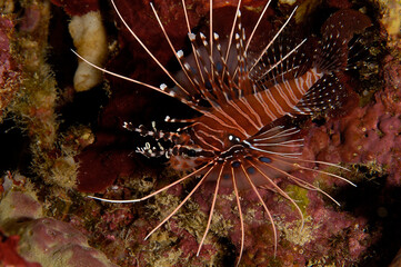 A picture of a spot fin lionfish