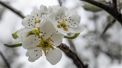 Beautiful pear flowers on tree in spring