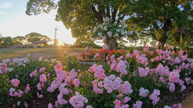 Beautiful rose garden in sunset. Red, pink roses are swaying in wind