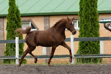 Beautiful chestnut horse running in paddock on the sand background