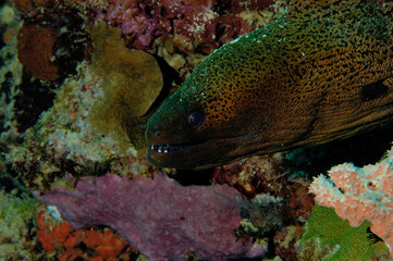 A picture of a giant moray