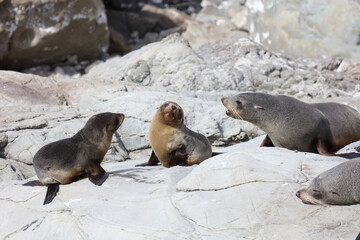 Obraz premium Neuseeländischer Seebär / New Zealand fur seal / Arctocephalus forsteri.