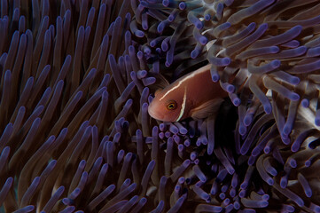 An anemone and it's Clown fish