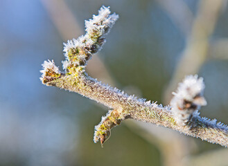 Closeup detail of tree twig branch covered in ice frost