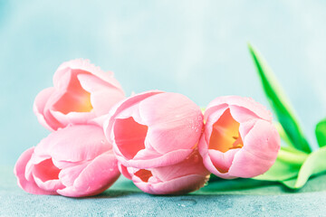 Obraz na płótnie Canvas Five tulips on blue background. Delicate pink romantic bouquet of flowers