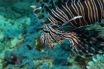 Fototapeta na wymiar A picture of a common lionfish