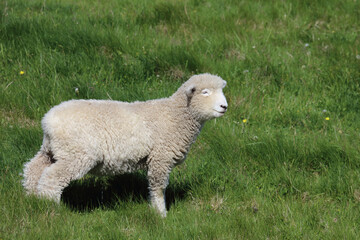 Romneyschaf / Romney sheep / Ovis.
