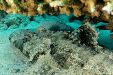 A picture of a crocodilefish